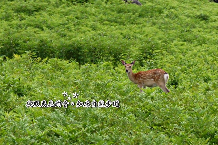 北海道｜Ｄ4-2 [知床半島] 與瑕夷鹿的約會。知床自然步道