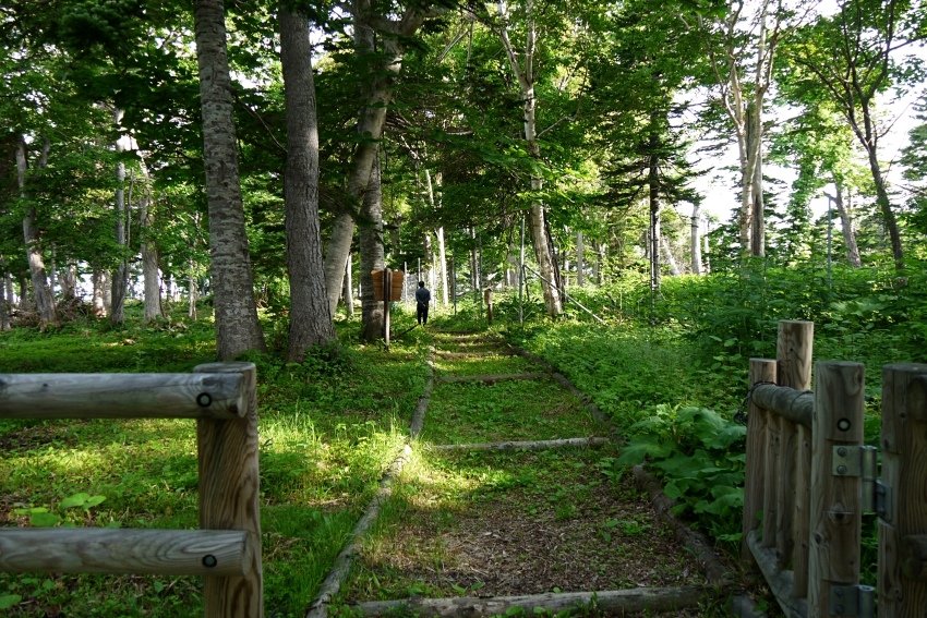 北海道｜Ｄ4-2 [知床半島] 與瑕夷鹿的約會。知床自然步道