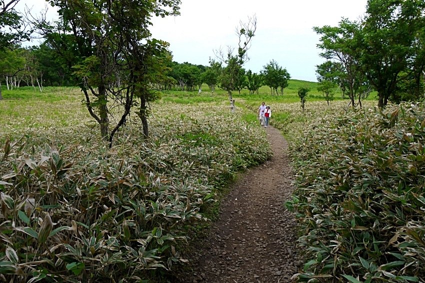 北海道｜Ｄ4-2 [知床半島] 與瑕夷鹿的約會。知床自然步道