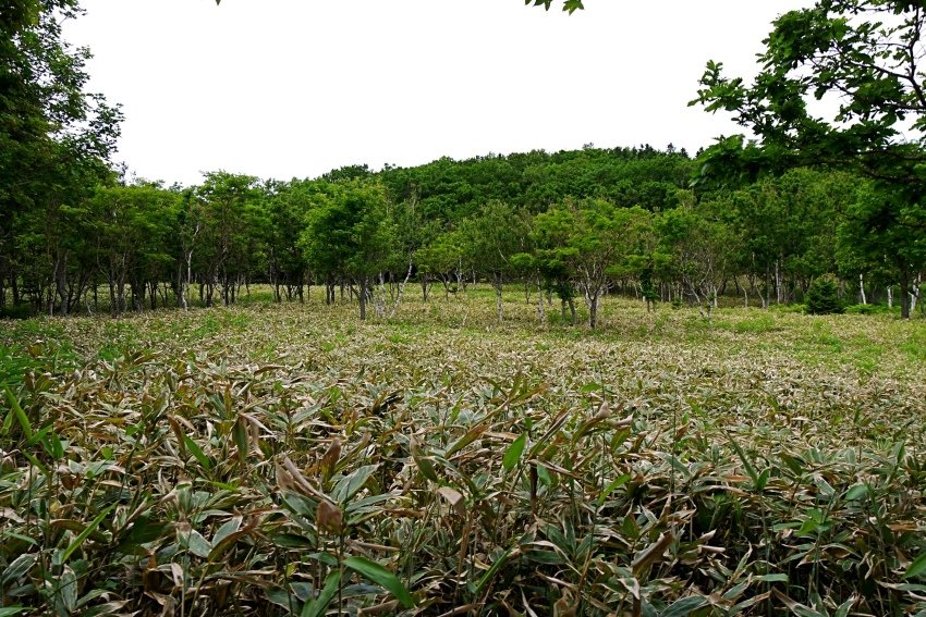 北海道｜Ｄ4-2 [知床半島] 與瑕夷鹿的約會。知床自然步道