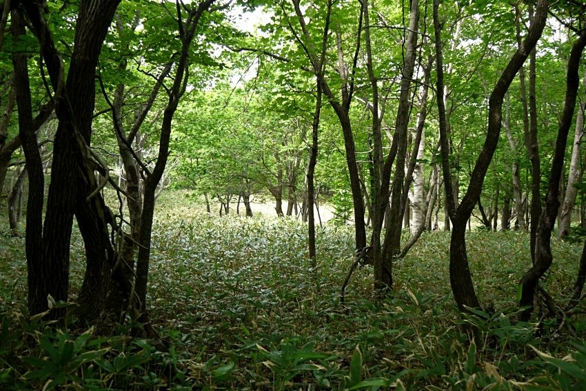 北海道｜Ｄ4-2 [知床半島] 與瑕夷鹿的約會。知床自然步道