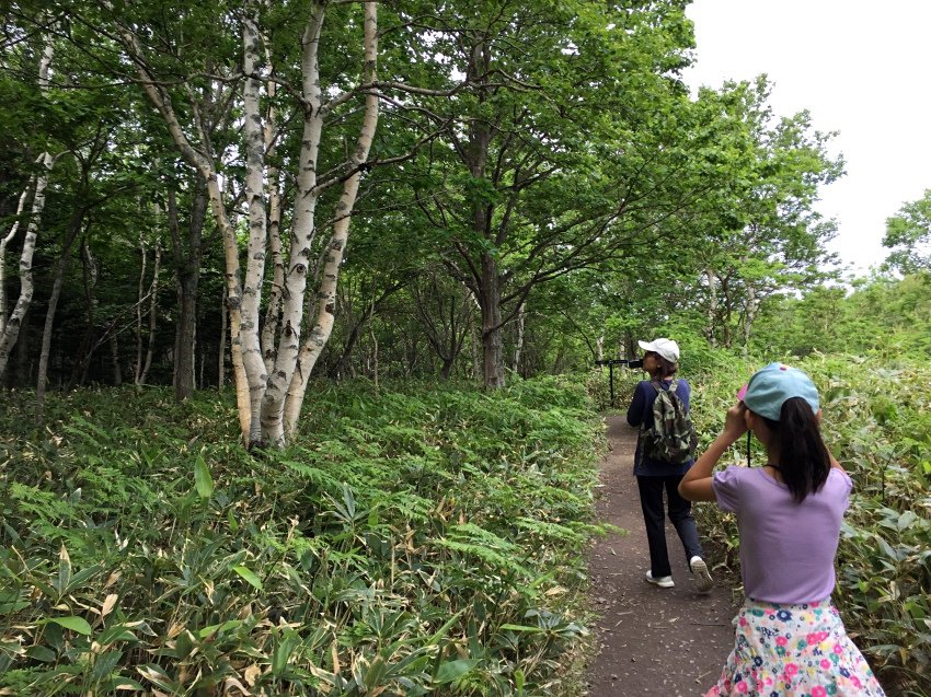 北海道｜Ｄ4-2 [知床半島] 與瑕夷鹿的約會。知床自然步道