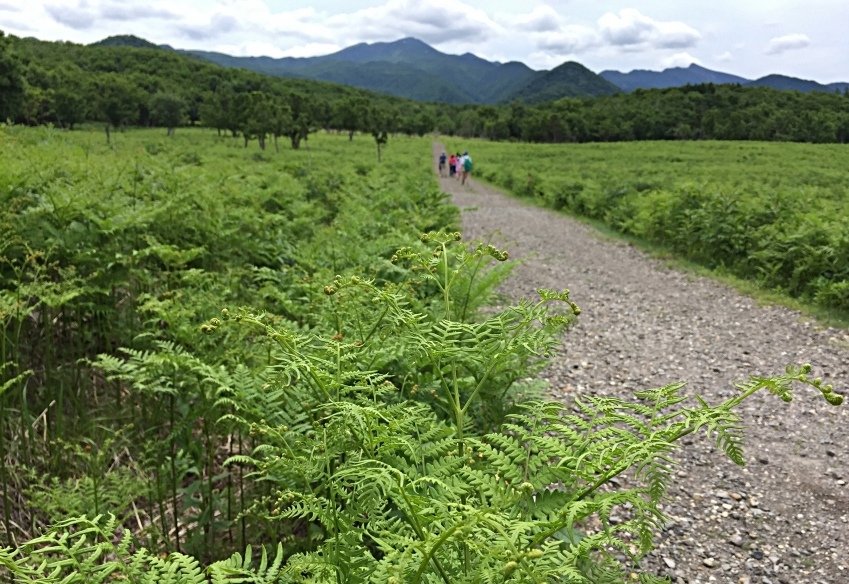 北海道｜Ｄ4-2 [知床半島] 與瑕夷鹿的約會。知床自然步道