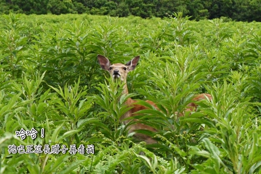 北海道｜Ｄ4-2 [知床半島] 與瑕夷鹿的約會。知床自然步道