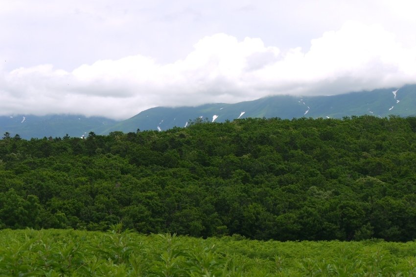 北海道｜Ｄ4-2 [知床半島] 與瑕夷鹿的約會。知床自然步道