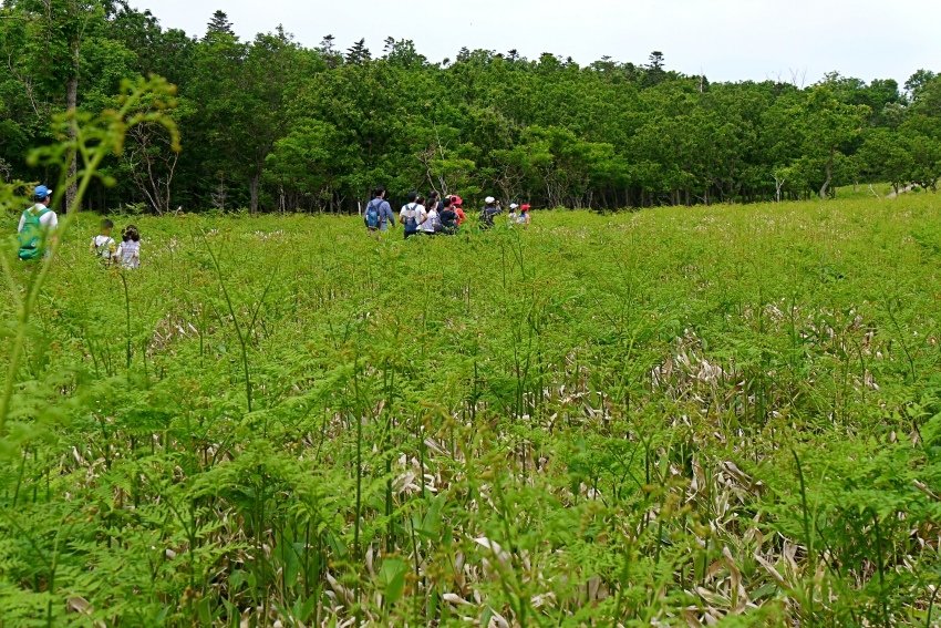 北海道｜Ｄ4-2 [知床半島] 與瑕夷鹿的約會。知床自然步道