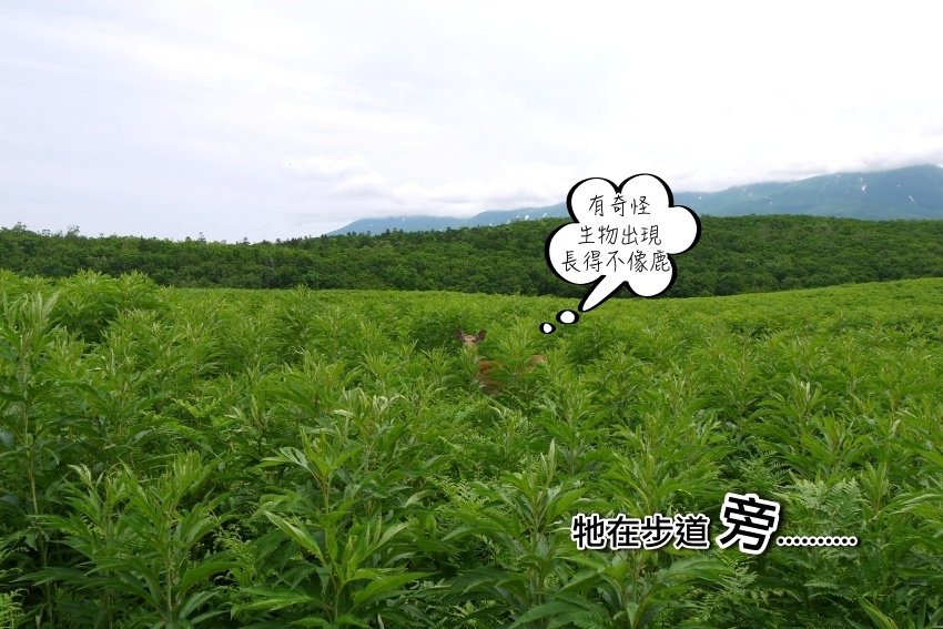 北海道｜Ｄ4-2 [知床半島] 與瑕夷鹿的約會。知床自然步道