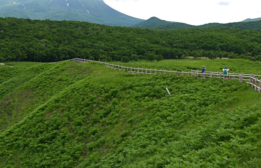 北海道｜Ｄ4-2 [知床半島] 與瑕夷鹿的約會。知床自然步道