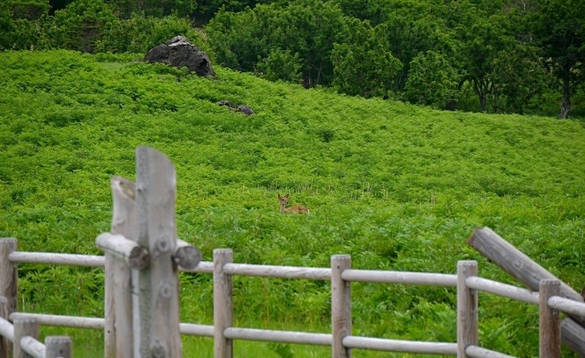 北海道｜Ｄ4-2 [知床半島] 與瑕夷鹿的約會。知床自然步道