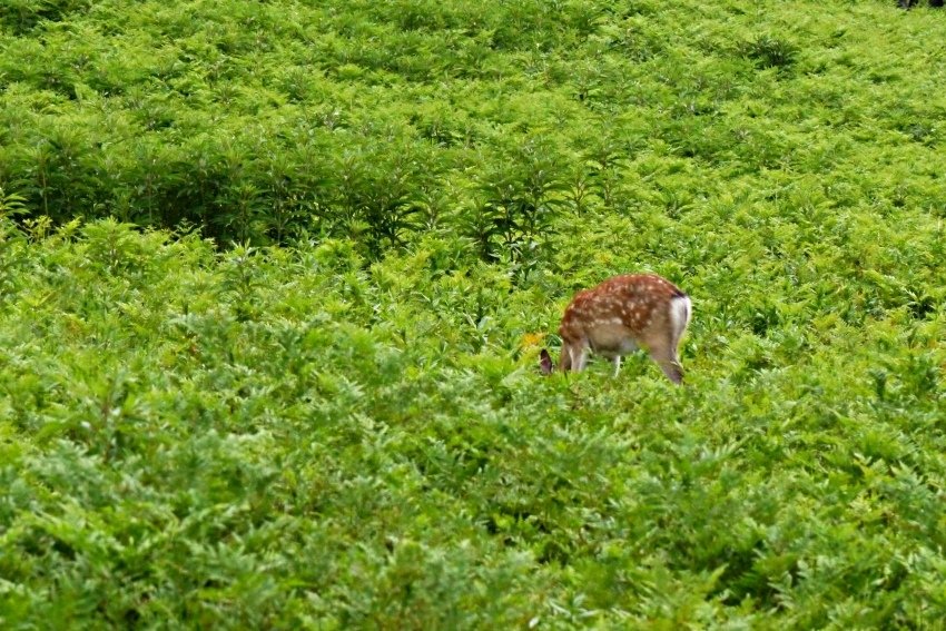 北海道｜Ｄ4-2 [知床半島] 與瑕夷鹿的約會。知床自然步道