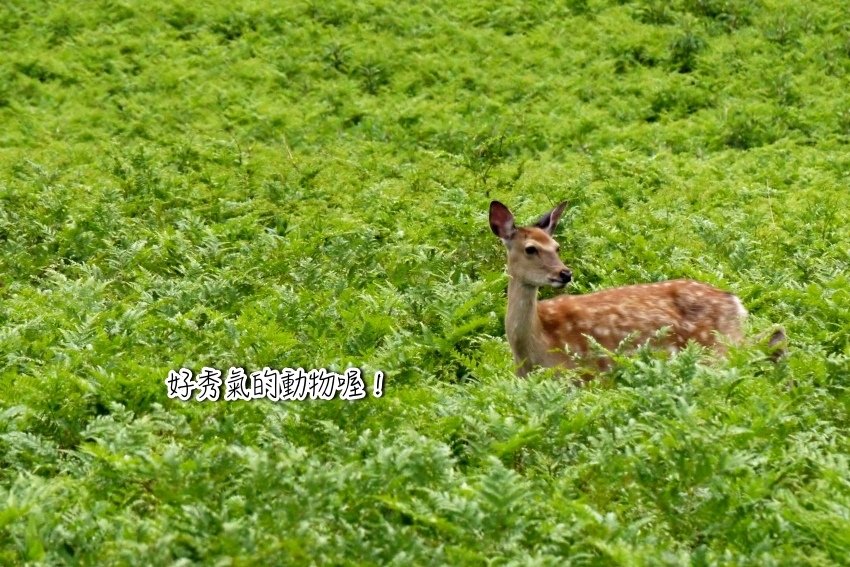 北海道｜Ｄ4-2 [知床半島] 與瑕夷鹿的約會。知床自然步道