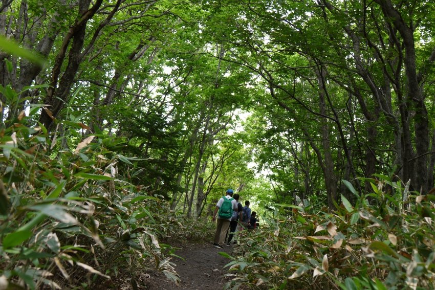 北海道｜Ｄ4-2 [知床半島] 與瑕夷鹿的約會。知床自然步道