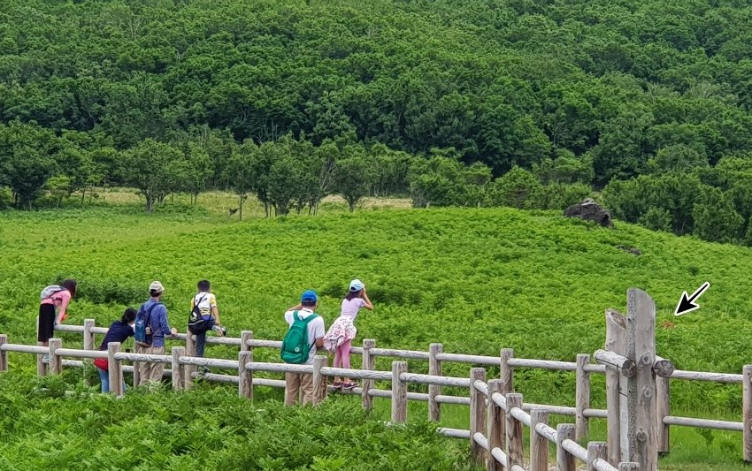 北海道｜Ｄ4-2 [知床半島] 與瑕夷鹿的約會。知床自然步道