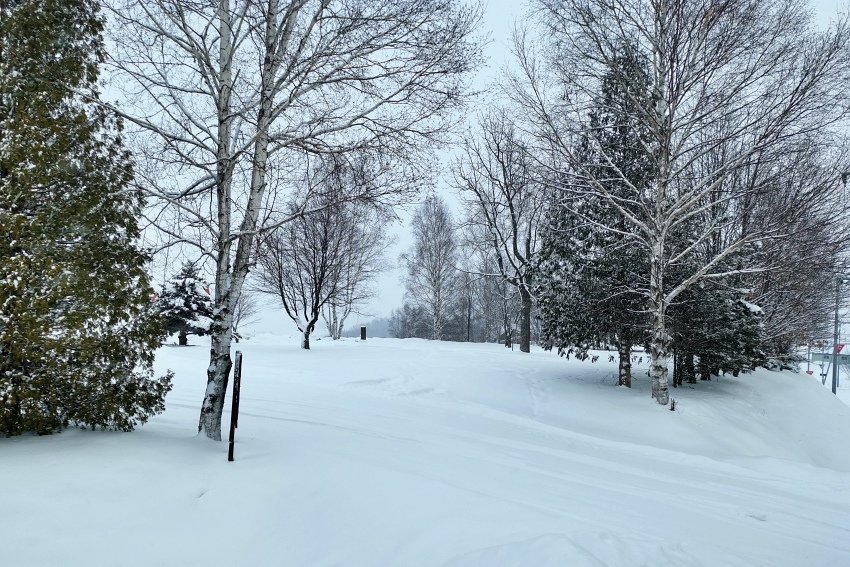 北海道｜2020 [我要去玩雪] Day4 旭川動物園。美瑛