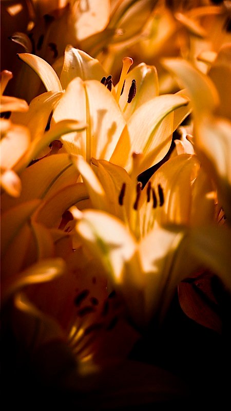 _DSC8438.jpg