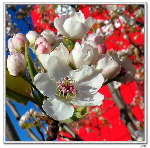 花十二