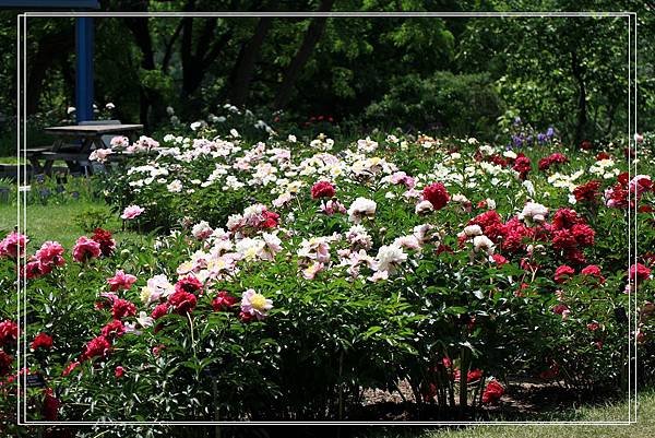 芍藥花園