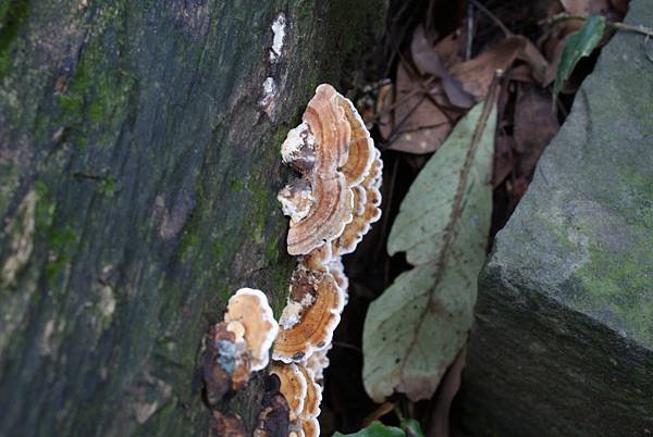 DSC07972.JPG
