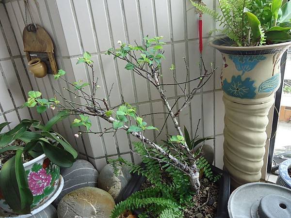 DSC04206
