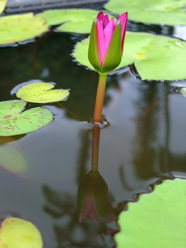 倒影--植物園
