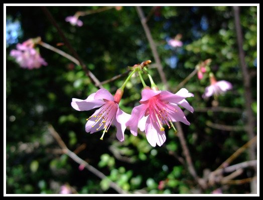 Descanso Garden