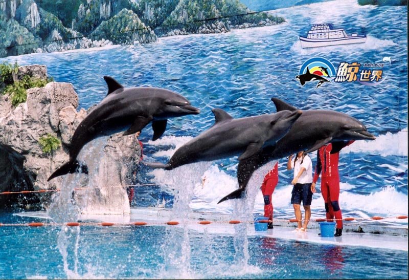 海洋瓶鼻.jpg