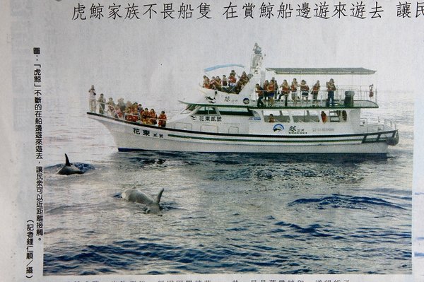 虎鯨by更生日報04.jpg