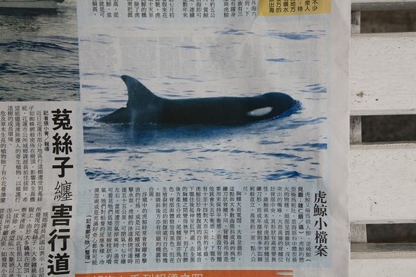 虎鯨by更生日報03.jpg
