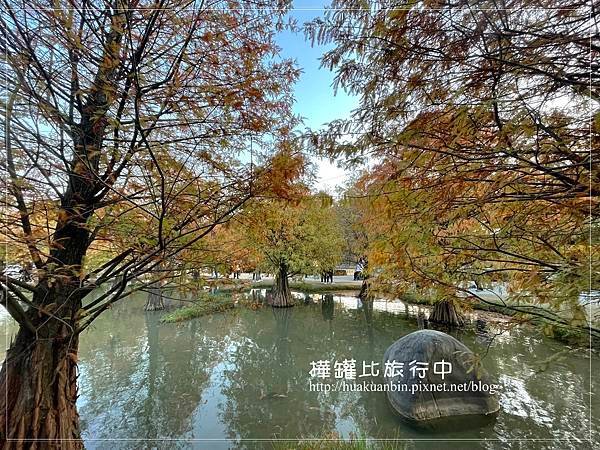 【雲林】 虎尾景點 ✈ 虎尾青埔落羽松秘境。浪漫庭園免費拍，