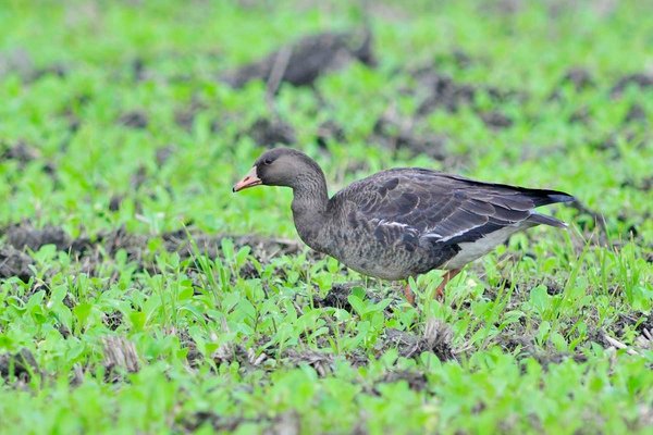 白額雁亞成鳥02-石明卿.jpg