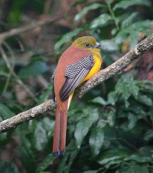 male Orange-breasted Trogon-Amorn.jpg