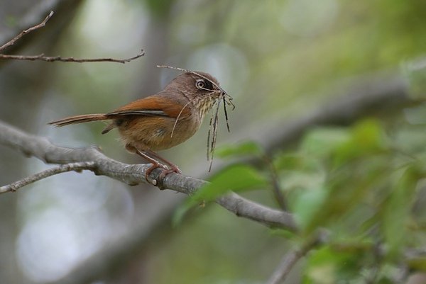 Fulvetta.JPG