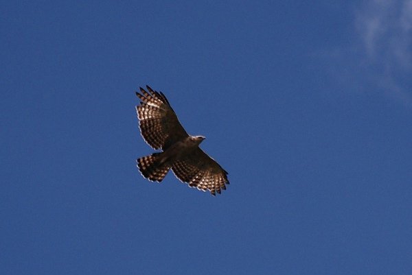 熊鷹Mountain Hawk Eagle--Marijke.JPG