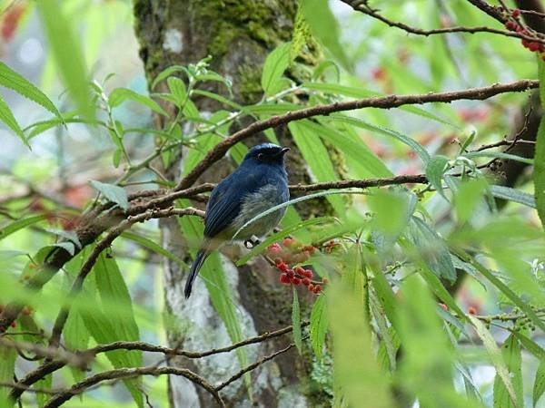 靛藍鶲Indigo Flycatcher-芝芬.JPG