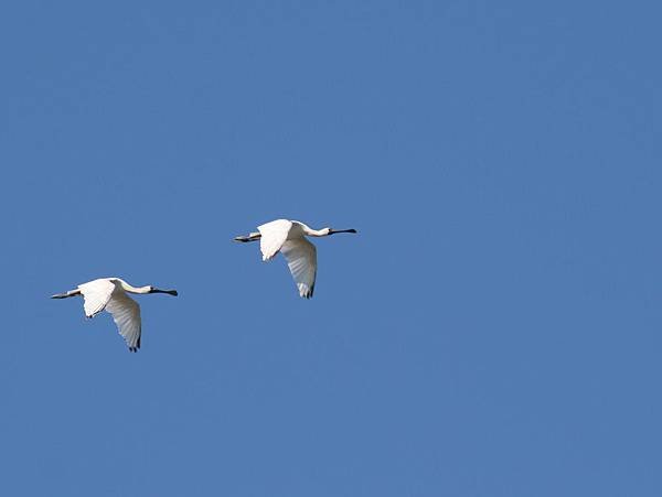 Spoonbill-姚書寰.JPG