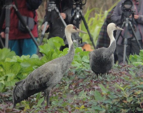 201100129塭底白頭鶴