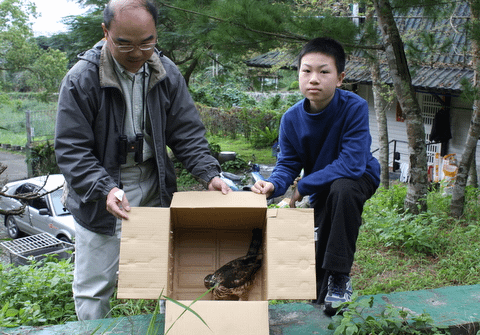 鳳頭蒼鷹野放2012.01