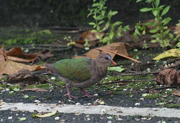 翠翼鳩03