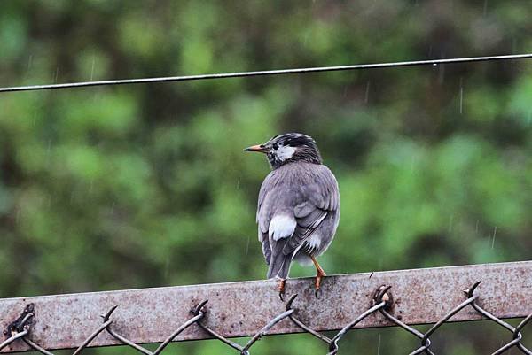 IMG_0076x灰椋鳥