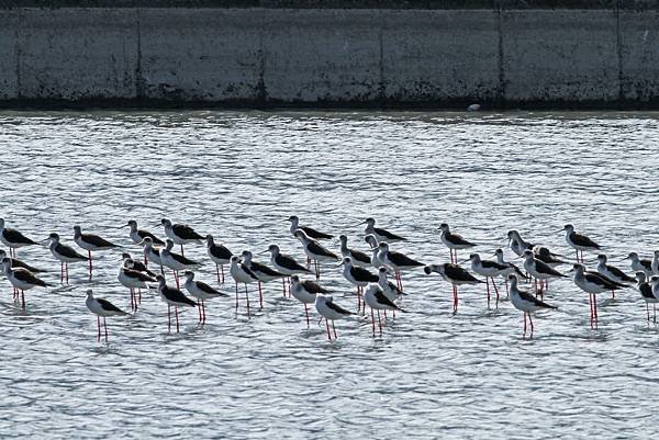 20141010-11台東賞鷹猛禽照