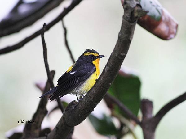 野柳   黃眉黃鶲.jpg