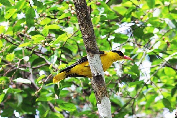 C12-Black-caped Oriole 黃鸝.jpg