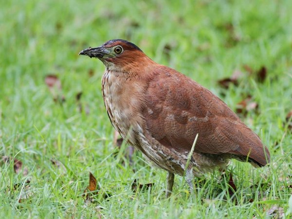 黑冠麻鷺-鳳林水源地-石明卿.jpg