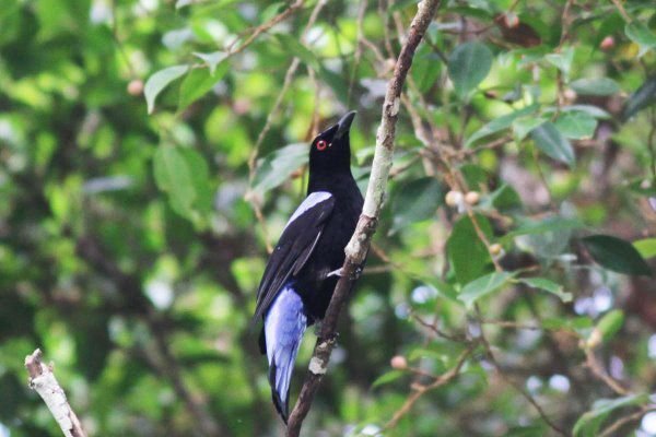 C10-Asian Fairy-bluebird.jpg