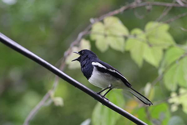 A17-Oriental Magpie-robin 鵲鴝.jpg