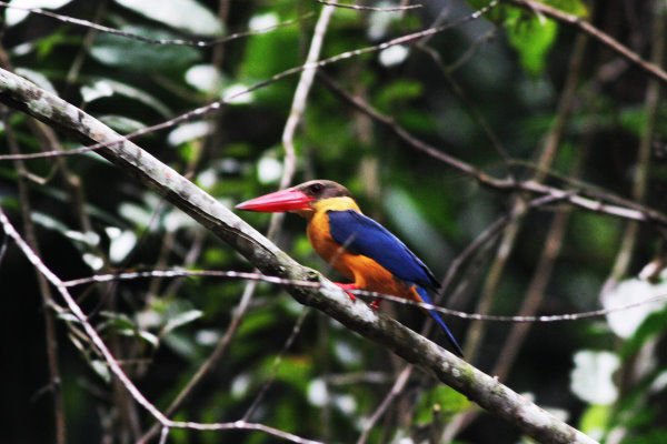 C8-Stork-billed Kingfisher 鸛嘴翠鳥.jpg