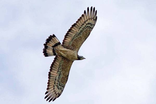 A09-Oriental Honey-buzzard 東方蜂鷹.jpg