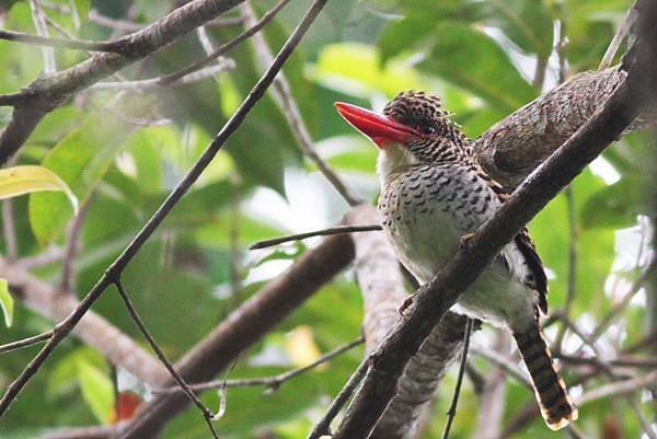 B2-Banded kingfisher.jpg