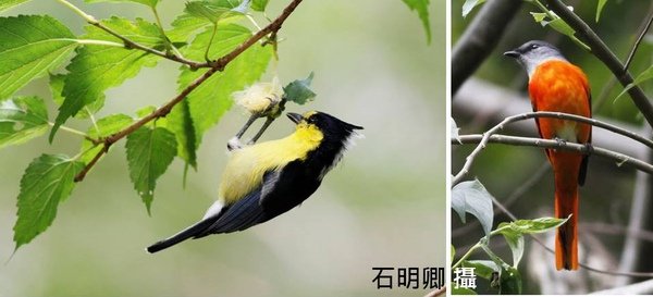 黃山雀與山椒鳥.jpg