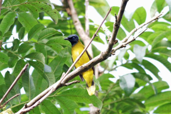 C13-Black-headed Bulbul.jpg